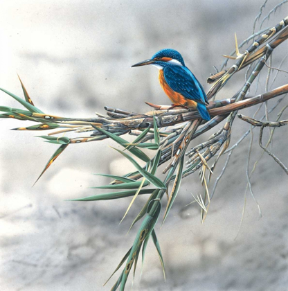 Picture of KINGFISHER