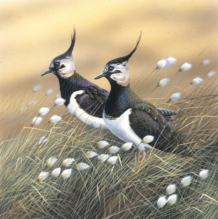 Picture of TWO LAPWINGS