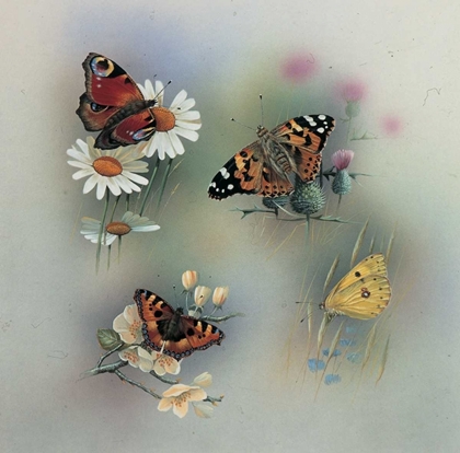 Picture of BUTTERFLY COMPOSITION