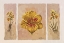 Picture of YELLOW COMPOSITION IN THREE