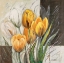Picture of YELLOW TULIPS
