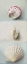 Picture of SHELL SELECTION IV