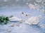 Picture of PROUD SWAN FAMILY