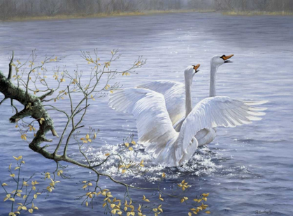 Picture of SWANS