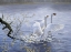 Picture of SWANS