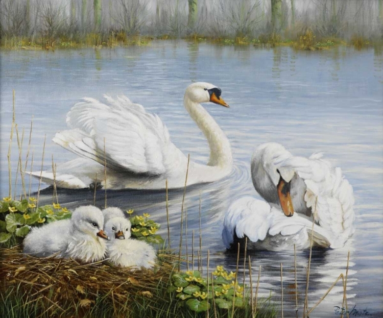 Picture of SWANS