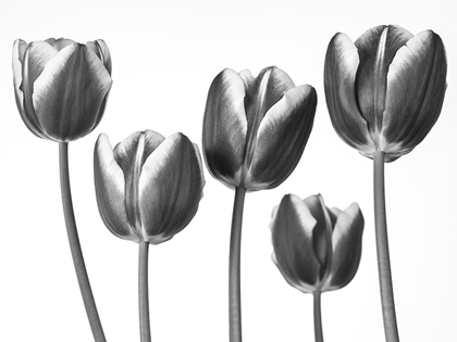 Picture of TULIPS ON WHITE BACKGROUND