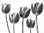 Picture of TULIPS ON WHITE BACKGROUND