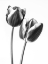 Picture of TULIPS ON WHITE BACKGROUND, FTBR-1791