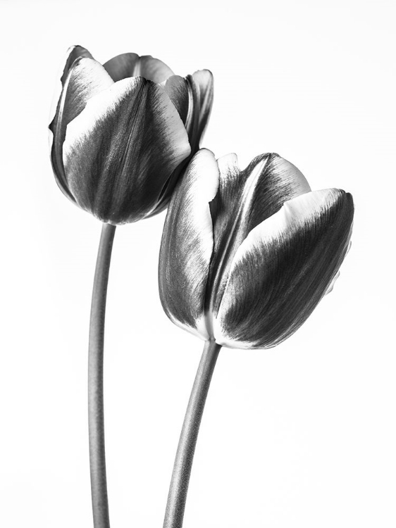 Picture of TULIPS ON WHITE BACKGROUND, FTBR-1791