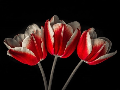 Picture of TULIP FLOWERS ON BLACK BACKGROUND