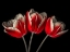Picture of TULIP FLOWERS ON BLACK BACKGROUND