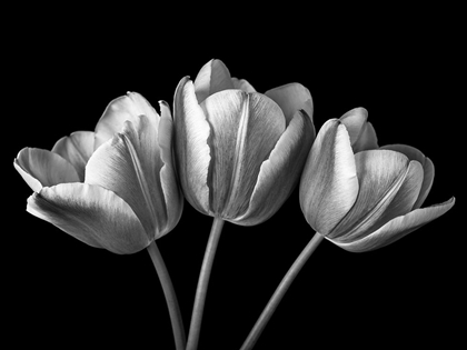 Picture of TULIP FLOWERS ON BLACK BACKGROUND, FTBR-1793