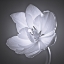 Picture of TULIP FLOWER