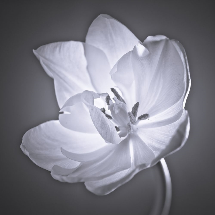 Picture of TULIP FLOWER
