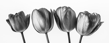 Picture of FOUR TULIPS, FTBR-1795