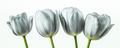 Picture of FOUR TULIPS