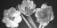 Picture of TULIPS, BLACK AND WHITE