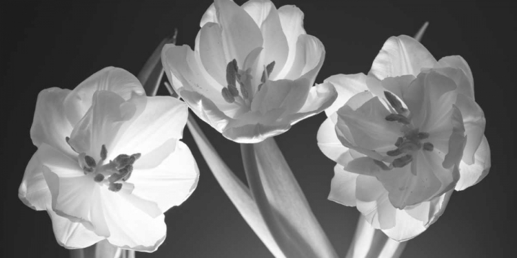 Picture of TULIPS, BLACK AND WHITE
