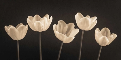 Picture of FIVE TULIPS IN A ROW