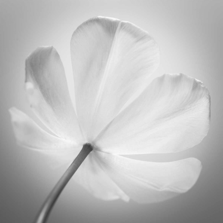 Picture of TULIP FLOWER, CLOSE-UP