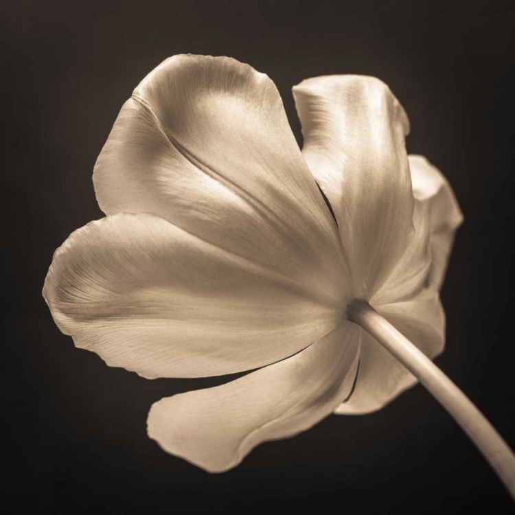 Picture of TULIP FLOWER, CLOSE-UP