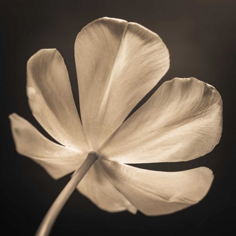 Picture of TULIP FLOWER, CLOSE-UP