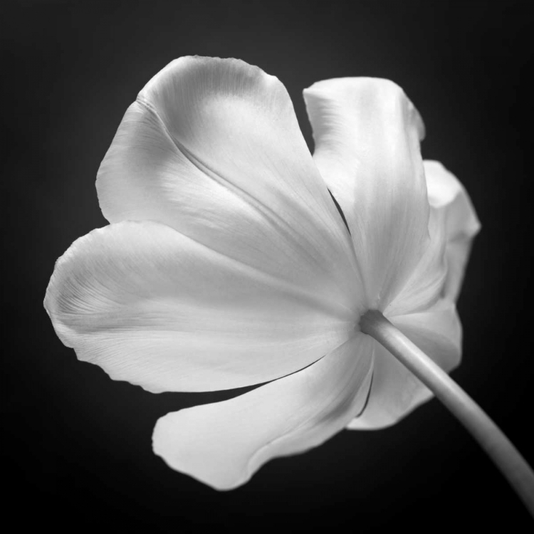 Picture of TULIP FLOWER, CLOSE-UP, AF20120427-562