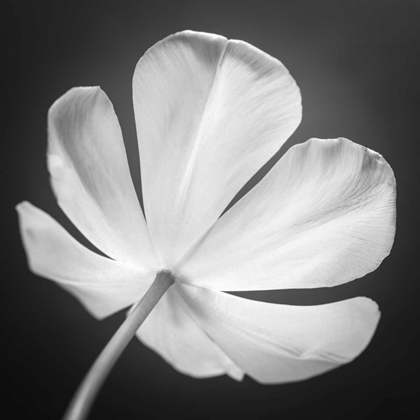 Picture of TULIP FLOWER, CLOSE-UP, AF20120427-600