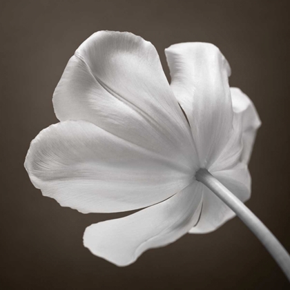 Picture of TULIP FLOWER, CLOSE-UP