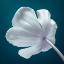 Picture of TULIP FLOWER, CLOSE-UP