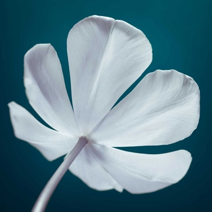 Picture of TULIP FLOWER, CLOSE-UP