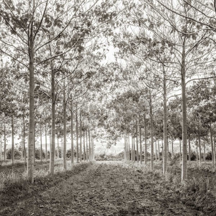 Picture of PATHWAY THROUGH TREES IN FOREST, AF20151226-078C01