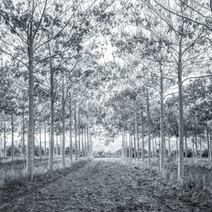 Picture of PATHWAY THROUGH TREES IN FOREST