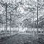 Picture of PATHWAY THROUGH TREES IN FOREST