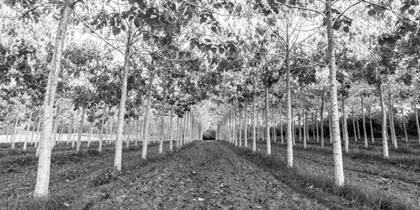 Picture of PATHWAY THROUGH TREES IN FOREST