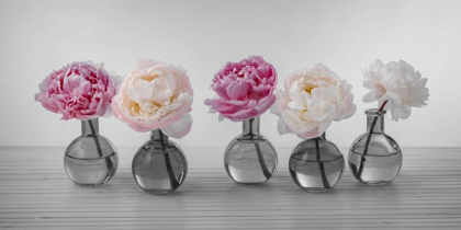 Picture of PEONIES IN GLASS BOTTLES
