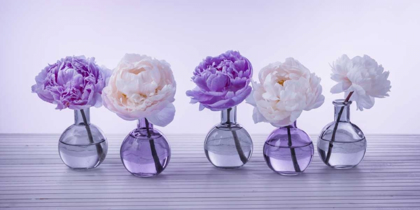 Picture of PEONIES IN GLASS BOTTLES