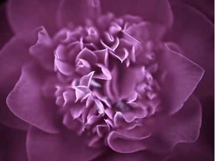 Picture of CAMELLIA FLOWER (CAMELLIA JAPONICA), CLOSE-UP