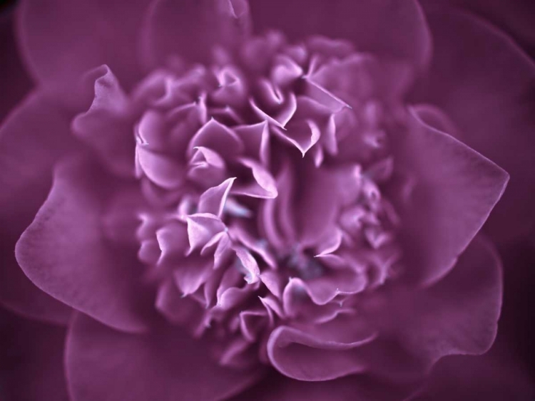 Picture of CAMELLIA FLOWER (CAMELLIA JAPONICA), CLOSE-UP