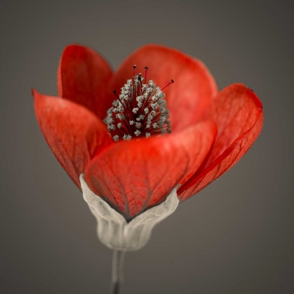 Picture of CLOSE-UP OF RED ABUTILON NABOB