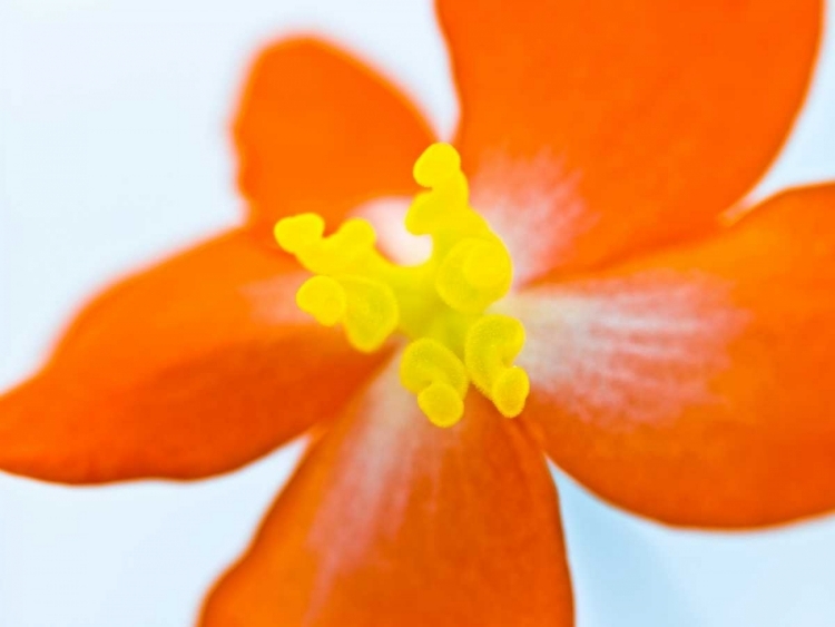 Picture of DRAGON WING BEGONIA FLOWER CLOSE-UP