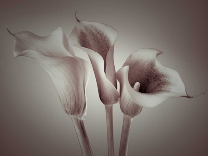Picture of CLOSE-UP OF THREE WHITE CALLA LILIES, STUDIO SHOT
