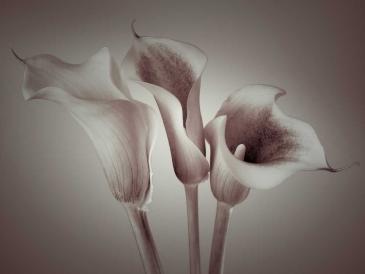 Picture of CLOSE-UP OF THREE WHITE CALLA LILIES, STUDIO SHOT