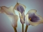 Picture of CLOSE-UP OF THREE WHITE CALLA LILIES, STUDIO SHOT