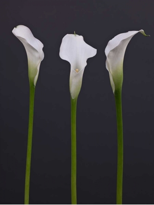 Picture of THREE CALLA LILY FLOWERS