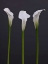Picture of THREE CALLA LILY FLOWERS