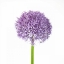 Picture of ALLIUM FLOWER CLOSE-UP