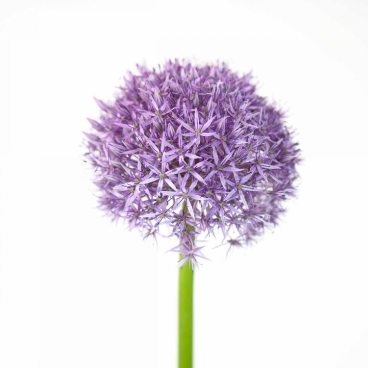 Picture of ALLIUM FLOWER CLOSE-UP