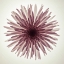 Picture of CHRYSANTHEMUMS FLOWER BACKLIT